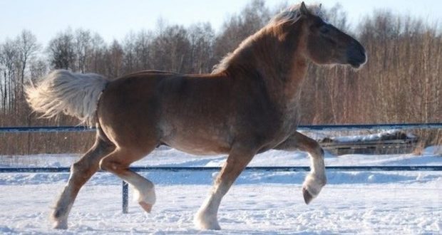 Эксперты оценили работу по возрождению татарской породы лошадей в Татарстане