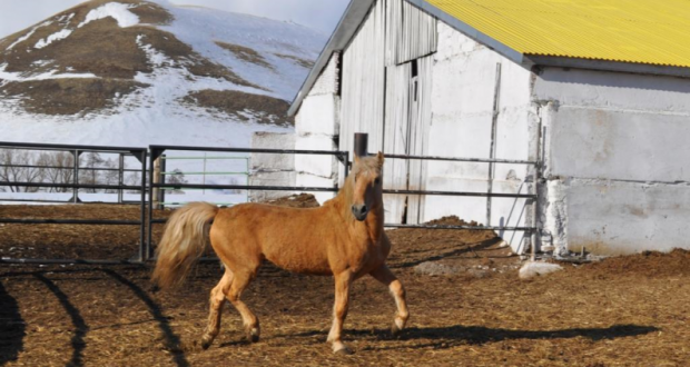Татарская лошадь официально зарегистрирована в качестве отдельной породы