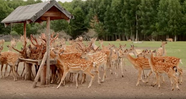 “Wild farm” of red deer in Rybno-Slobodsky district of Tatarstan