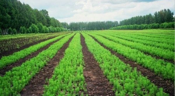 В Татарстане высадят почти 500 тыс. деревьев в память о погибших в годы ВОВ