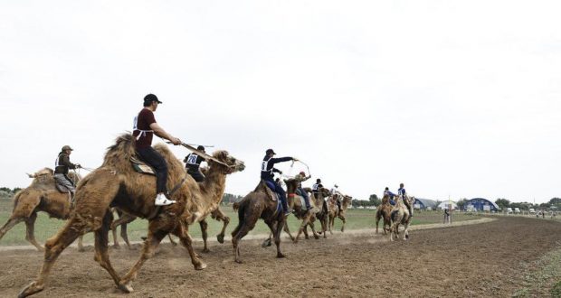 В Астраханской области на единственных в России верблюжьих бегах победила верблюдица Лада
