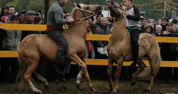 В субботу в Арском районе Татарстана пройдет День коня
